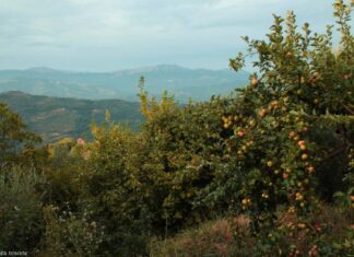 Un caratteristico borgo del Cilento: Sessa Cilento