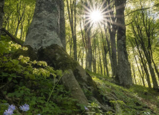Le foreste più belle d’Italia lo scatto nella faggeta di Lioni (AV) conquista il secondo posto