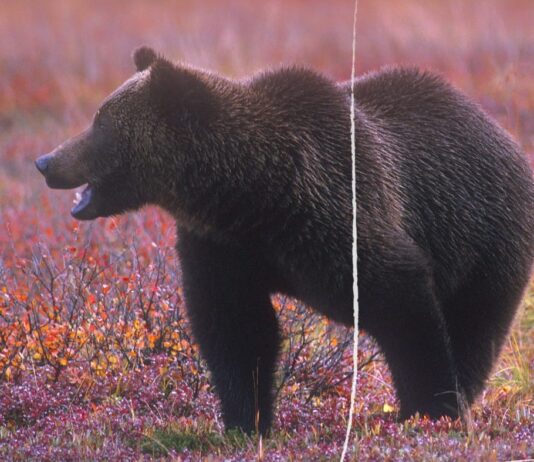 Tutto merito di un Grizzly