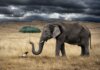 …e l’elefante partorí una zoccola