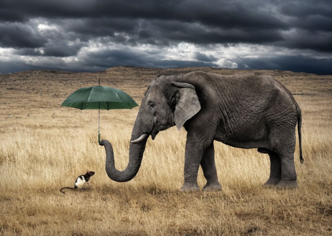 ELEFANTE E TOPOLINO