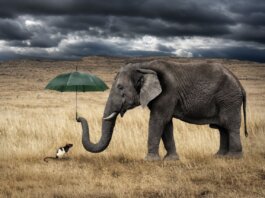 …e l’elefante partorí una zoccola