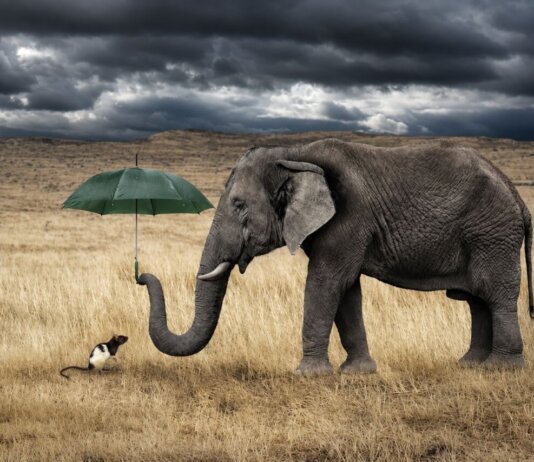 …e l’elefante partorí una zoccola