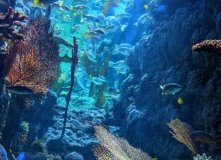 Le Diatomee e la produttività degli oceani