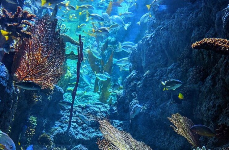 Le Diatomee e la produttività degli oceani